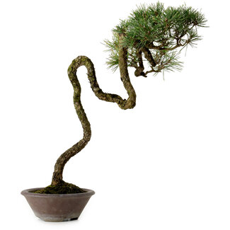 Pinus densiflora, 44 cm, ± 20 años de edad