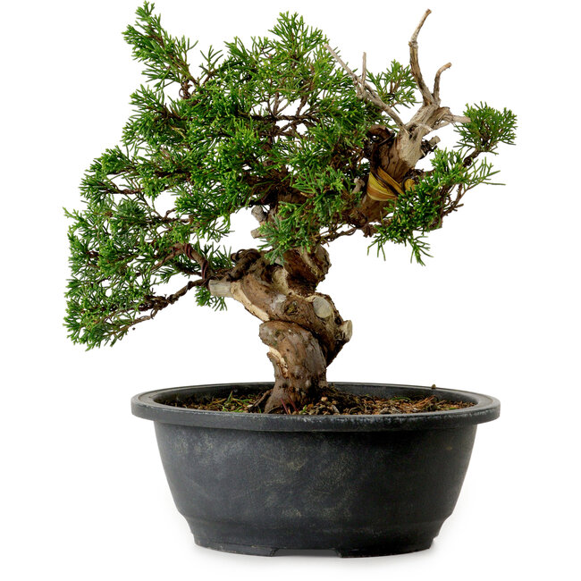 Juniperus chinensis Itoigawa, 24 cm, ± 20 años