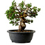 Juniperus chinensis Itoigawa, 24 cm, ± 20 jaar oud
