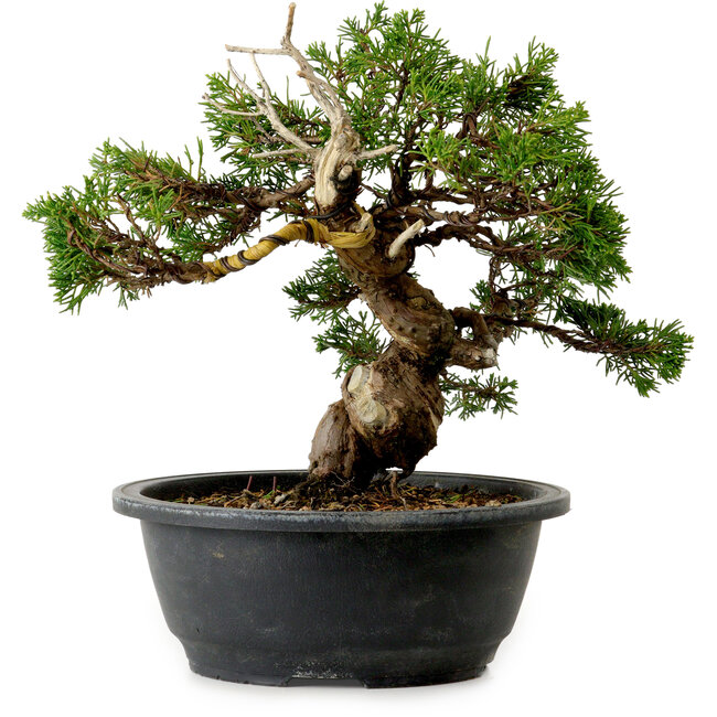 Juniperus chinensis Itoigawa, 24 cm, ± 20 años