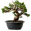 Juniperus chinensis Itoigawa, 24 cm, ± 20 jaar oud