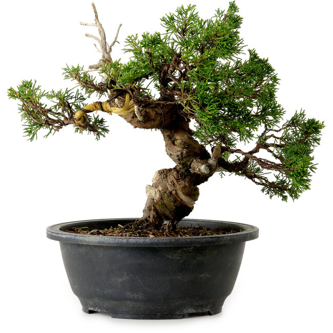 Juniperus chinensis Itoigawa, 24 cm, ± 20 years old