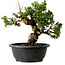 Juniperus chinensis Itoigawa, 24 cm, ± 20 años