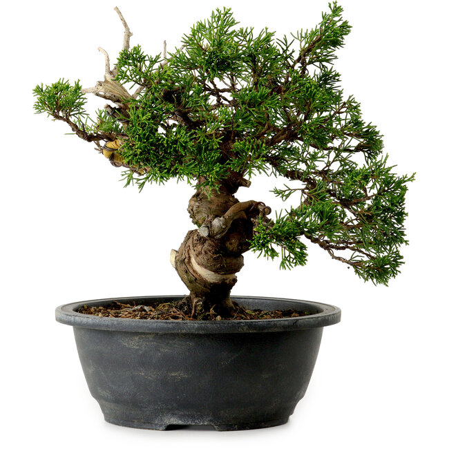 Juniperus chinensis Itoigawa, 24 cm, ± 20 jaar oud
