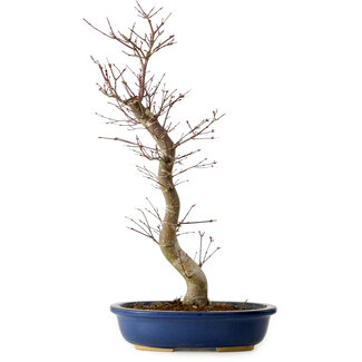 Acer palmatum Deshojo, 48 cm, ± 15 anni