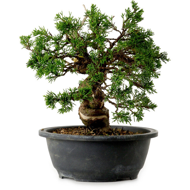 Juniperus chinensis Itoigawa, 24 cm, ± 20 years old