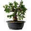 Juniperus chinensis Itoigawa, 24 cm, ± 20 years old
