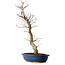 Acer palmatum Deshojo, 48 cm, ± 15 Jahre alt, mit einem Wurzelhals von 9 cm