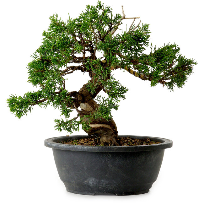 Juniperus chinensis Itoigawa, 24 cm, ± 20 años