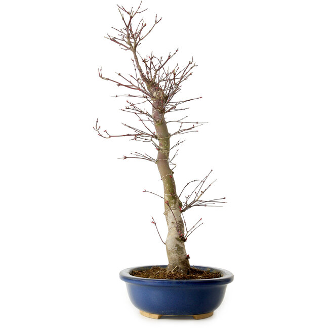 Acer palmatum Deshojo, 48 cm, ± 15 jaar oud, met een nebari van 9 cm