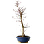Acer palmatum Deshojo, 48 cm, ± 15 jaar oud, met een nebari van 9 cm