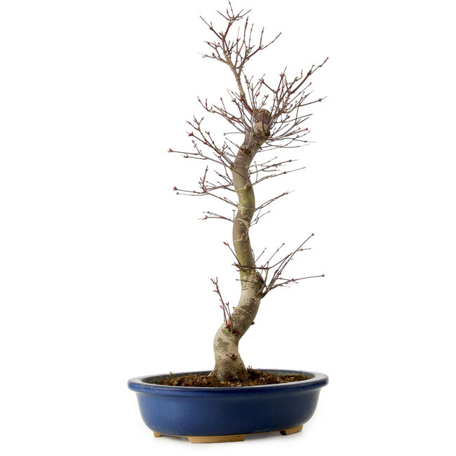 Acer palmatum Deshojo, 48 cm, ± 15 años, con un nebari de 9 cm