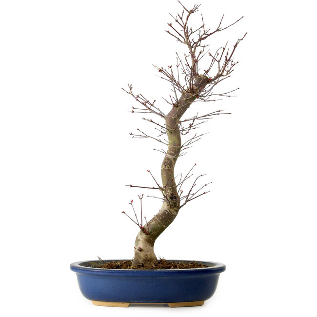 Acer palmatum Deshojo, 48 cm, ± 15 jaar oud, met een nebari van 9 cm