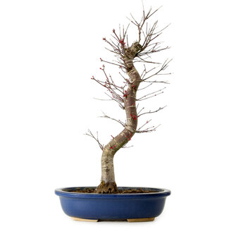 Acer palmatum Deshojo, 48 cm, ± 15 jaar oud