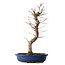Acer palmatum Deshojo, 48 cm, ± 15 ans, avec un nebari de 9 cm