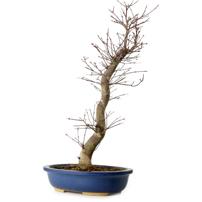 Acer palmatum Deshojo, 48 cm, ± 15 ans, avec un nebari de 9 cm