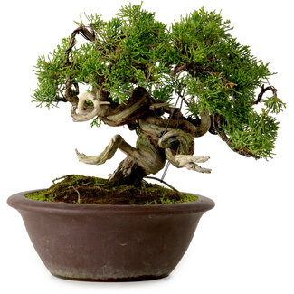 Juniperus chinensis Itoigawa, 21 cm, ± 25 jaar oud