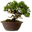 Juniperus chinensis Itoigawa, 21 cm, ± 25 jaar oud