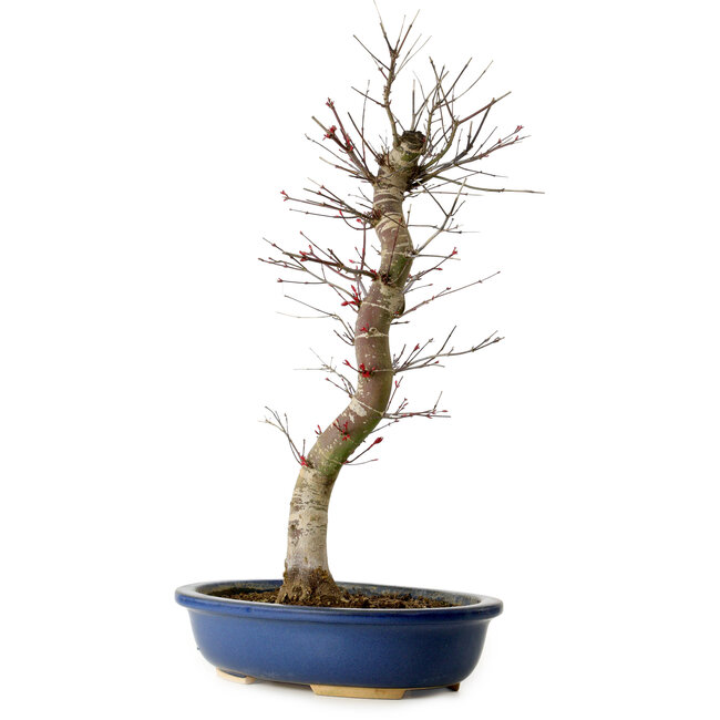 Acer palmatum Deshojo, 48 cm, ± 15 years old, with a nebari of 9 cm
