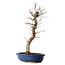 Acer palmatum Deshojo, 48 cm, ± 15 years old, with a nebari of 9 cm