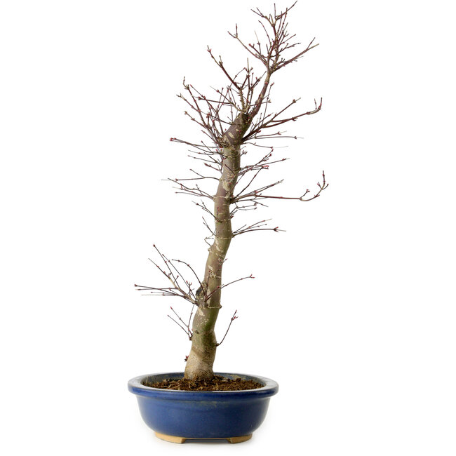 Acer palmatum Deshojo, 48 cm, ± 15 ans, avec un nebari de 9 cm