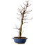 Acer palmatum Deshojo, 48 cm, ± 15 anni, con nebari di 9 cm