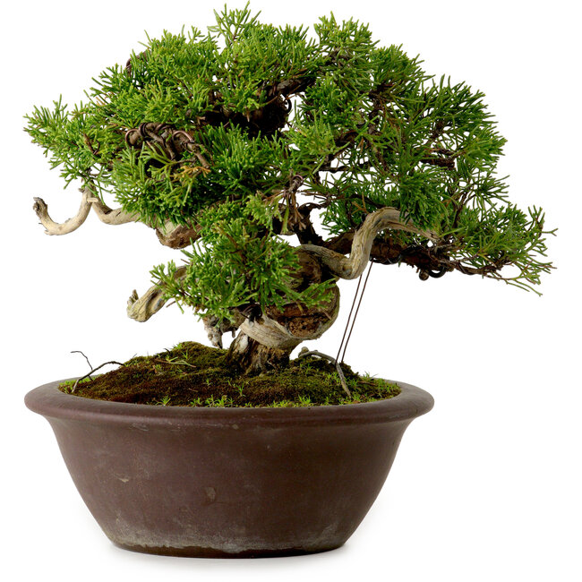 Juniperus chinensis Itoigawa, 21 cm, ± 25 años