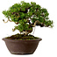 Juniperus chinensis Itoigawa, 21 cm, ± 25 jaar oud