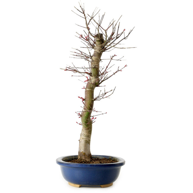 Acer palmatum Deshojo, 48 cm, ± 15 ans, avec un nebari de 9 cm