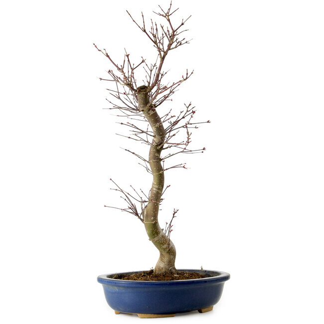 Acer palmatum Deshojo, 48 cm, ± 15 años, con un nebari de 9 cm