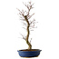 Acer palmatum Deshojo, 48 cm, ± 15 jaar oud, met een nebari van 9 cm