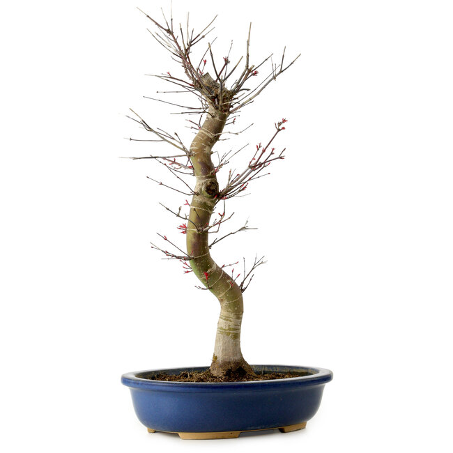Acer palmatum Deshojo, 48 cm, ± 15 years old, with a nebari of 9 cm