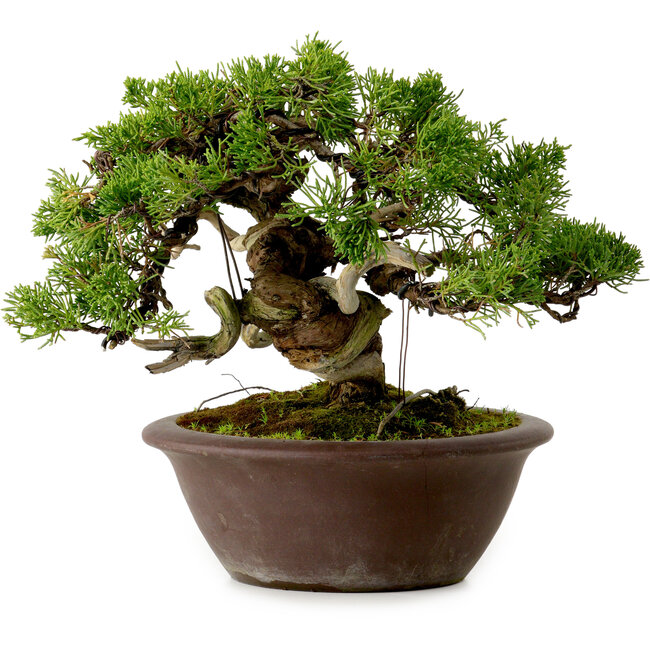 Juniperus chinensis Itoigawa, 21 cm, ± 25 jaar oud