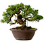 Juniperus chinensis Itoigawa, 21 cm, ± 25 jaar oud