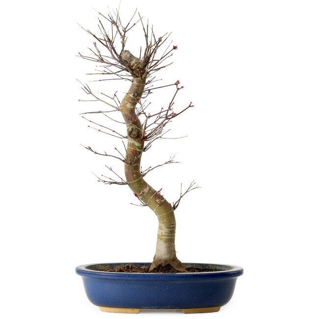 Acer palmatum Deshojo, 48 cm, ± 15 Jahre alt, mit einem Wurzelhals von 9 cm