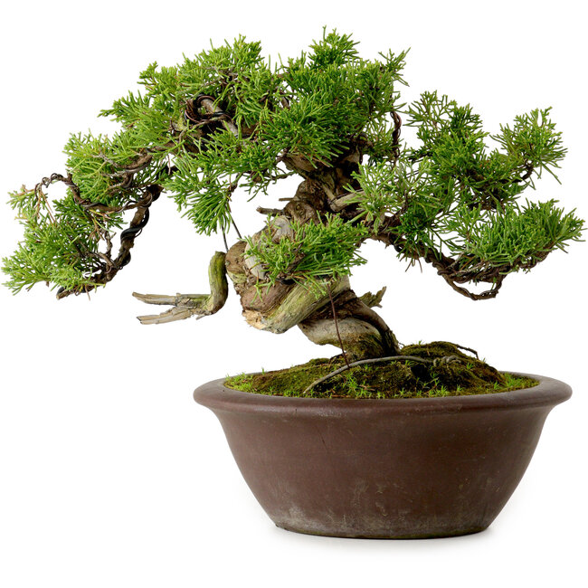 Juniperus chinensis Itoigawa, 21 cm, ± 25 jaar oud