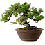 Juniperus chinensis Itoigawa, 21 cm, ± 25 años