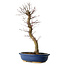 Acer palmatum Deshojo, 48 cm, ± 15 years old, with a nebari of 9 cm