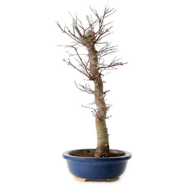 Acer palmatum Deshojo, 48 cm, ± 15 ans, avec un nebari de 9 cm