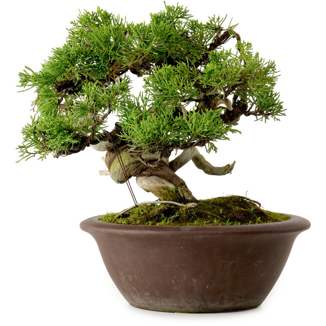 Juniperus chinensis Itoigawa, 21 cm, ± 25 jaar oud