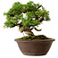 Juniperus chinensis Itoigawa, 21 cm, ± 25 años