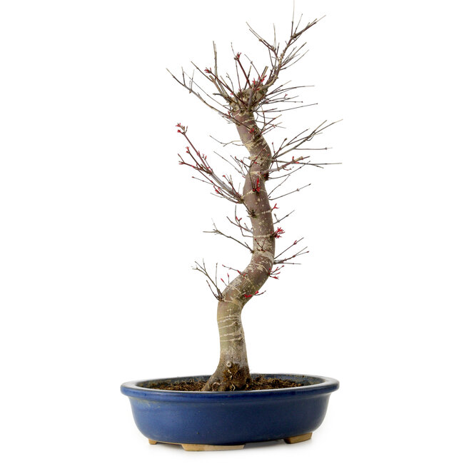 Acer palmatum Deshojo, 48 cm, ± 15 ans, avec un nebari de 9 cm