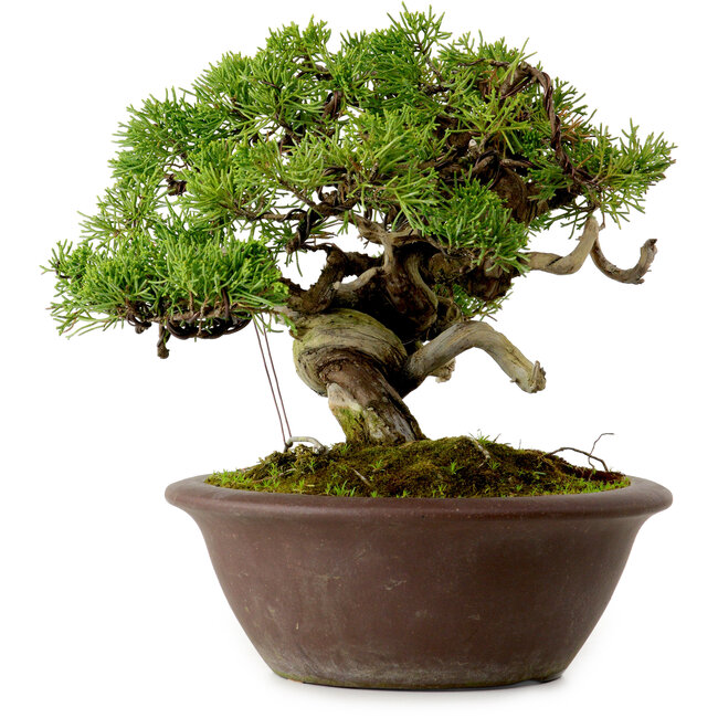 Juniperus chinensis Itoigawa, 21 cm, ± 25 años