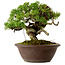 Juniperus chinensis Itoigawa, 21 cm, ± 25 jaar oud
