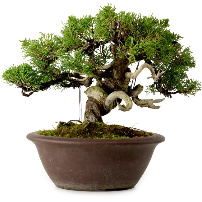 Juniperus chinensis Itoigawa, 21 cm, ± 25 jaar oud