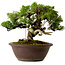 Juniperus chinensis Itoigawa, 21 cm, ± 25 jaar oud