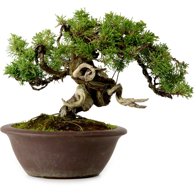 Juniperus chinensis Itoigawa, 21 cm, ± 25 jaar oud