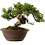 Juniperus chinensis Itoigawa, 21 cm, ± 25 años