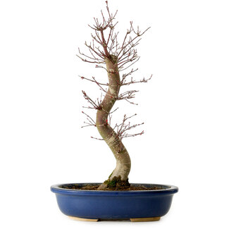 Acer palmatum Deshojo, 48 cm, ± 15 años