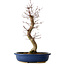 Acer palmatum Deshojo, 48 cm, ± 15 años, con un nebari de 9 cm